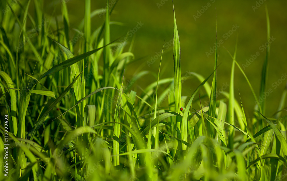 Obraz premium Closeup picture of beautiful green sedge on bog in spring or summer with red ladybug on stem.