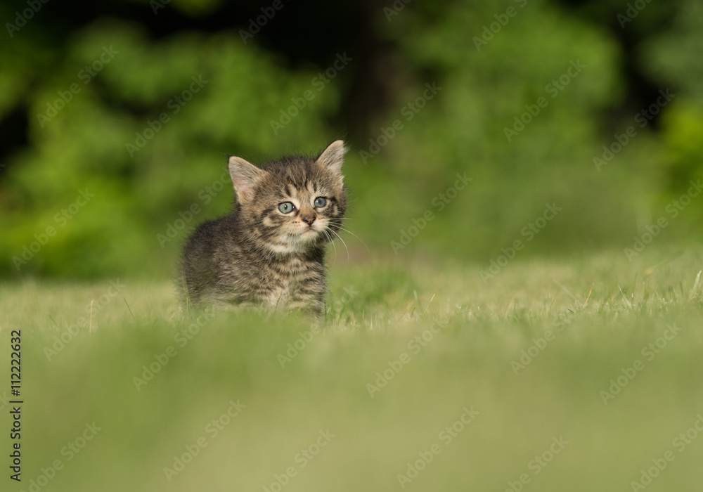 Cute tabby kitten in grass