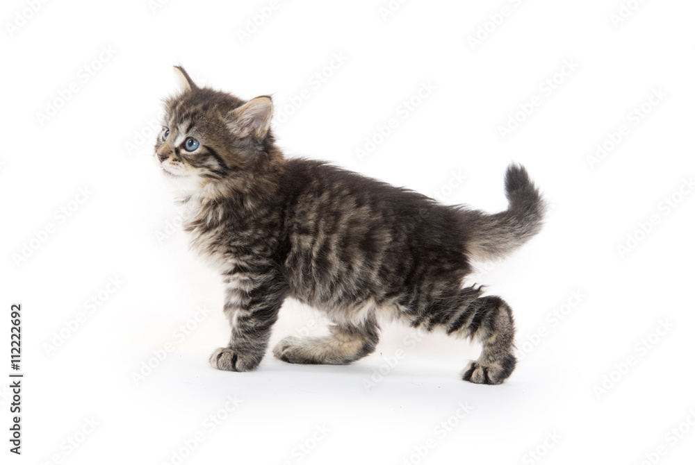 Cute tabby kitten on white Cute tabby kitten on white