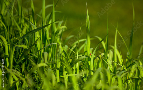 Obraz na plátně Closeup picture of beautiful green sedge on bog in spring or summer with red ladybug on stem