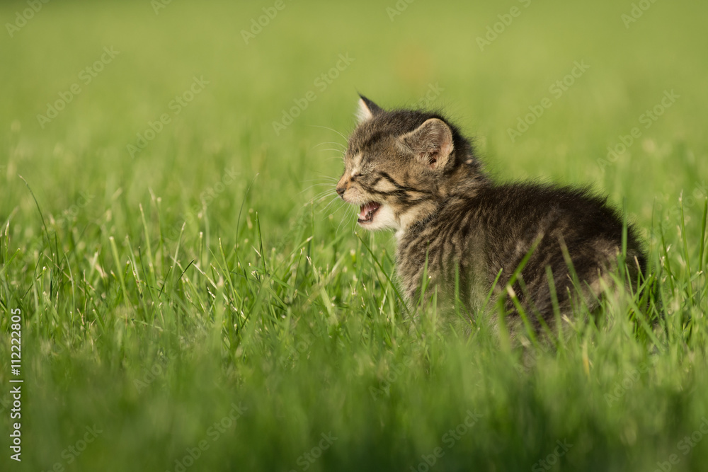 Cute tabby kitten in grass Cute tabby kitten in grass
