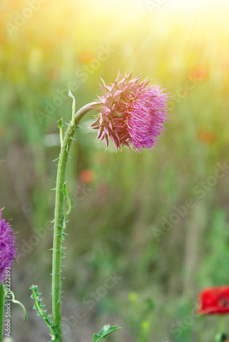 Close up of round spiky purple thistle bud