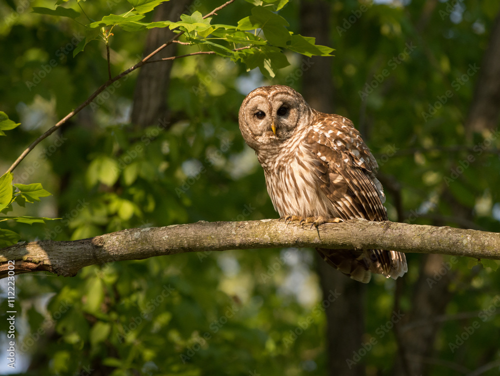Obraz premium Barred owl perched in tree