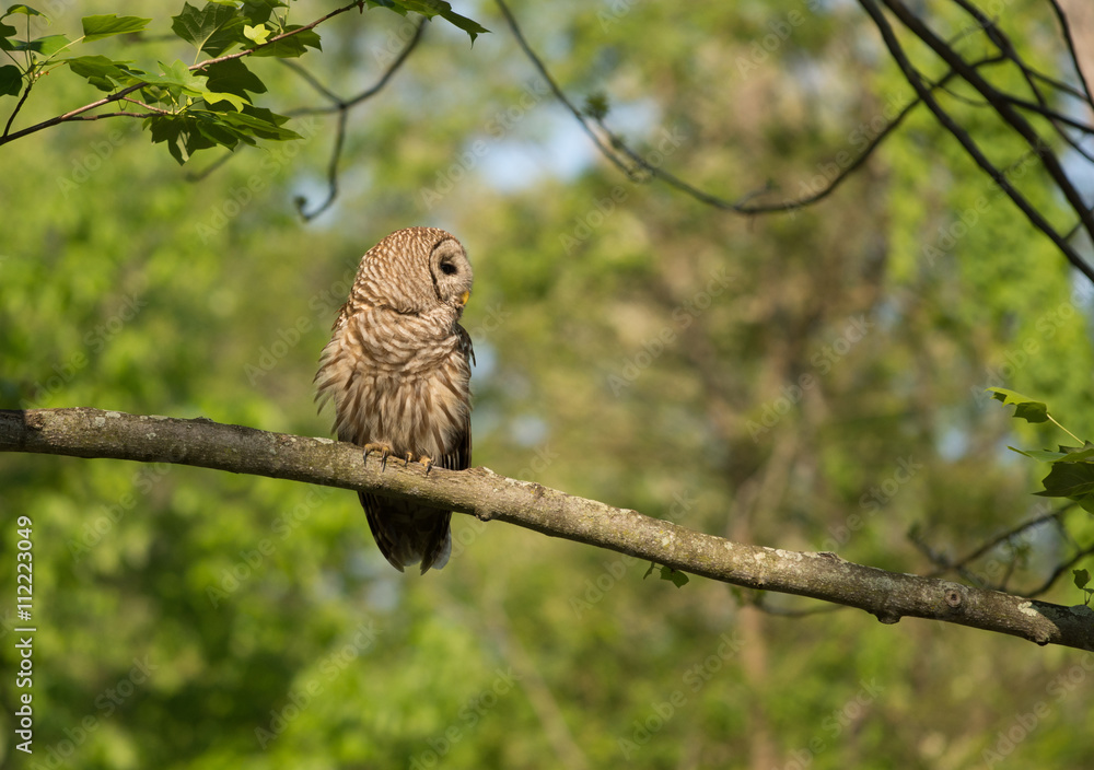 Obraz premium Barred owl perched in tree