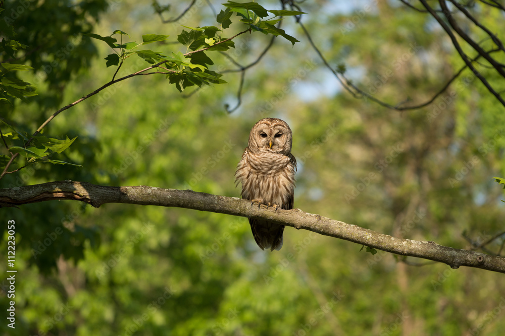 Obraz premium Barred owl perched in tree