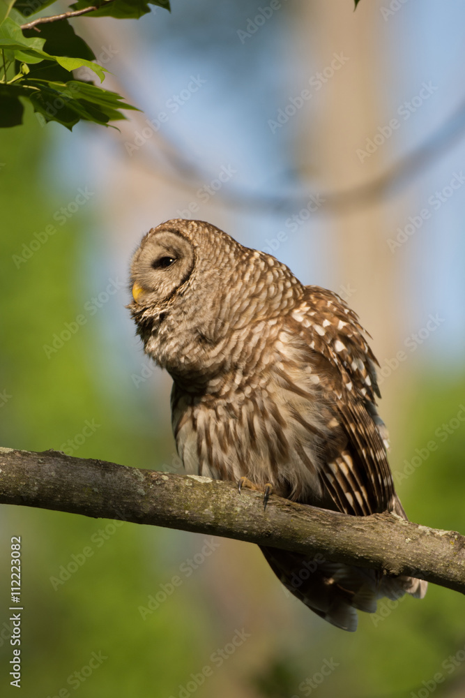 Barred owl perched in tree