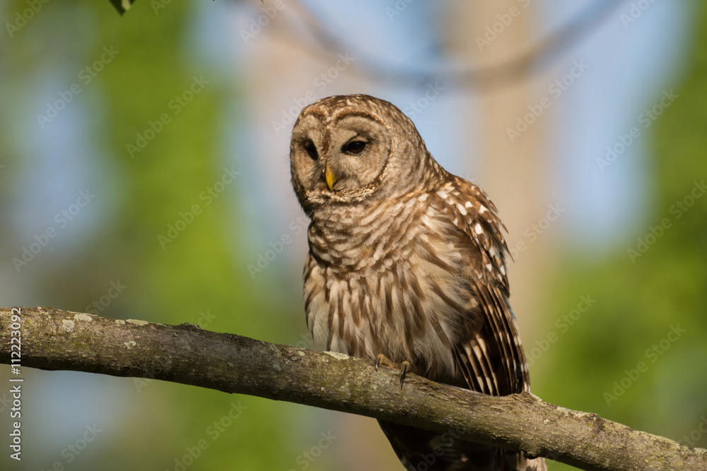 Obraz premium Barred owl perched in tree