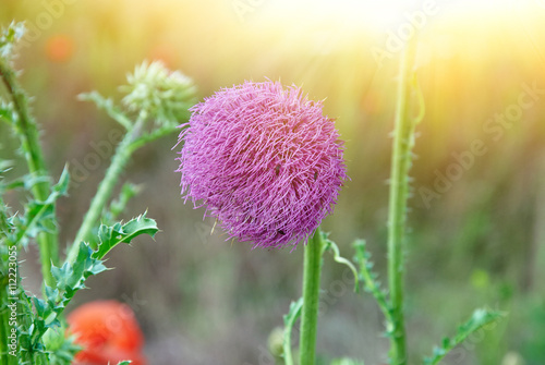 Close up of round spiky purple flowers