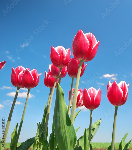Tulips on blue sky.