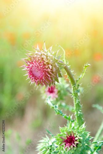 Close up of round spiky purple thistle bud