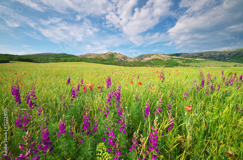 Green meadow in mountain.