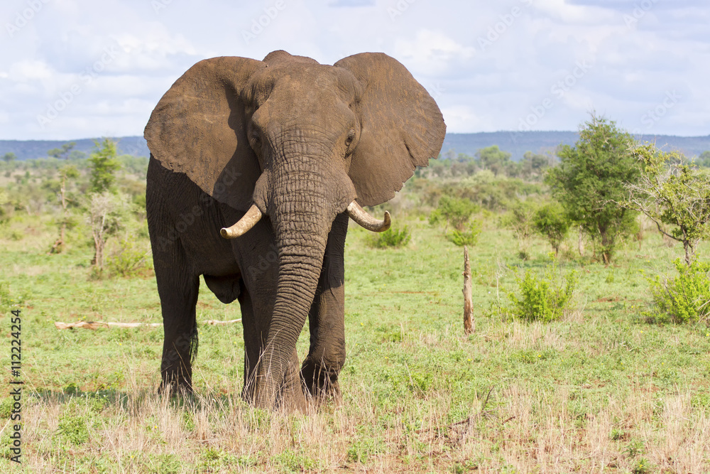 Big elephant bull with large tusks approaching over a plain