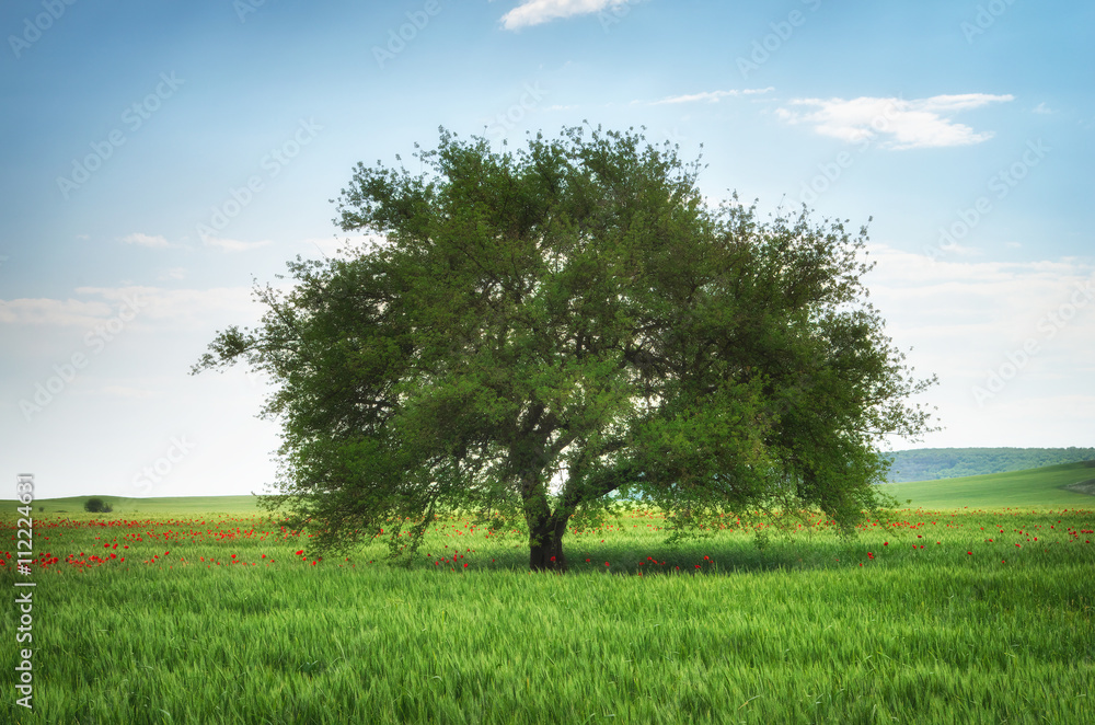 Obraz premium Green meadow in mountain and tree.