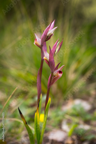 Wild Sicilian Orchid