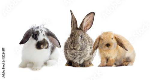gray rabbit and red rabbit on a white background