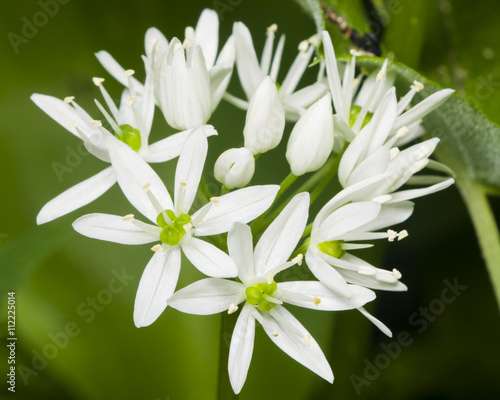 Blooming Wild Garlic, Allium ursinum, flowers in weed close-up, selective focus, shallow DOF