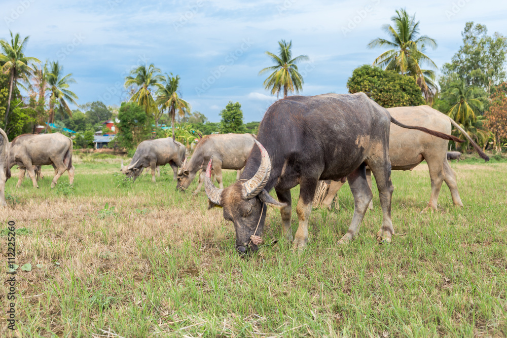 Asian buffalo eat grass on the field Asian buffalo eat grass on the field