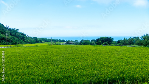 Close up of green paddy rice. Green ear of rice in paddy rice fi © nicholashan
