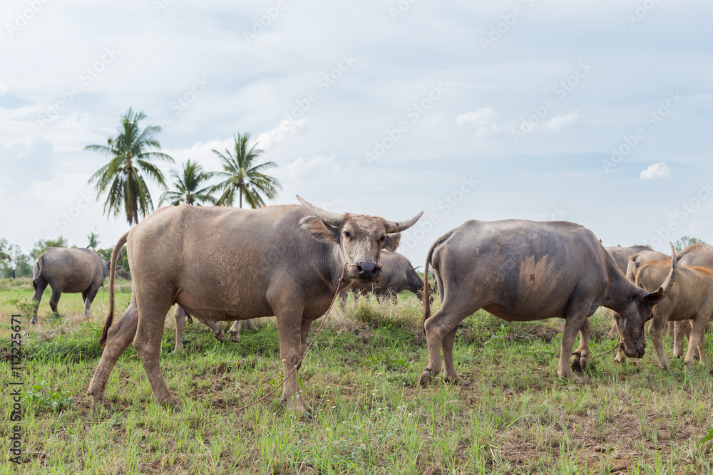 Asian buffalo eat grass on the field