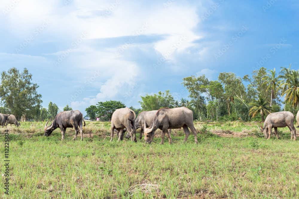 Asian buffalo eat grass on the field