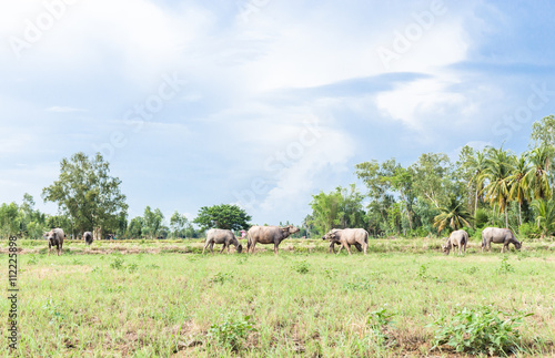 Asian buffalo eat grass on the field © zoneteen