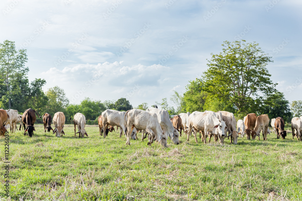 Cows grazing on a green summer meadow at sunny day