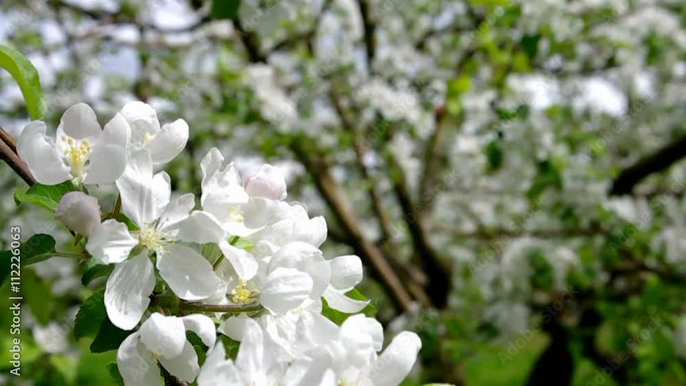 Blooming apple-tree branch Blooming apple-tree branch