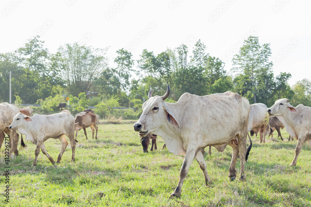 Cows grazing on a green summer meadow at sunny day