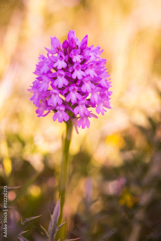 Wild Sicilian Orchid Wild Sicilian Orchid