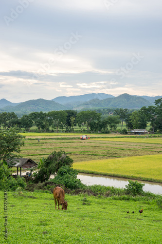 Rice field and farming