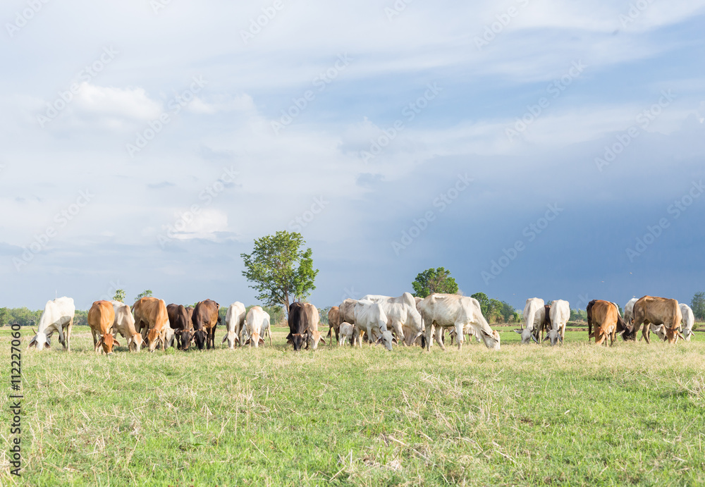 Obraz premium Cows grazing on a green summer meadow at sunny day