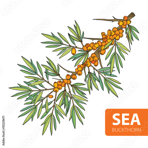 Vector branch of sea buckthorn or sandthorn. Sea buckthorn berries and leaves isolated on white. Herbal elements in contour style for eco decor. Sea buckthorn for food, pharmacy or cosmetic design.