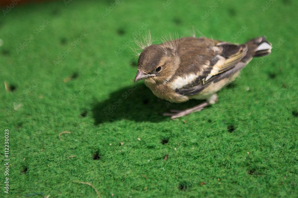 Vogel Vogel