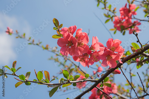 Zierquittenzweig mit Blüten photo