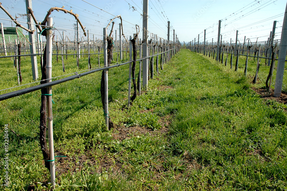 Vineyard with modern system for irrigation and nets against hail