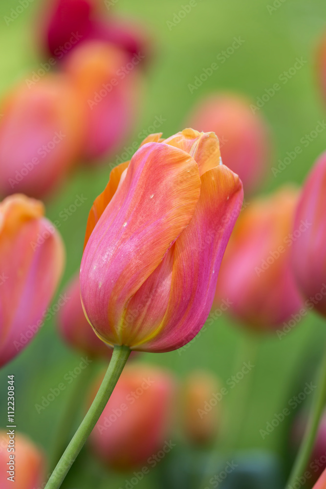 Beautiful purple,yellow tulips in spring