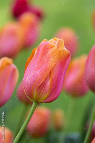 Beautiful purple yellow tulips in spring