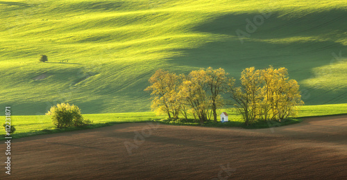 Fototapeta Naklejka Na Ścianę i Meble -  Summer field in evening light