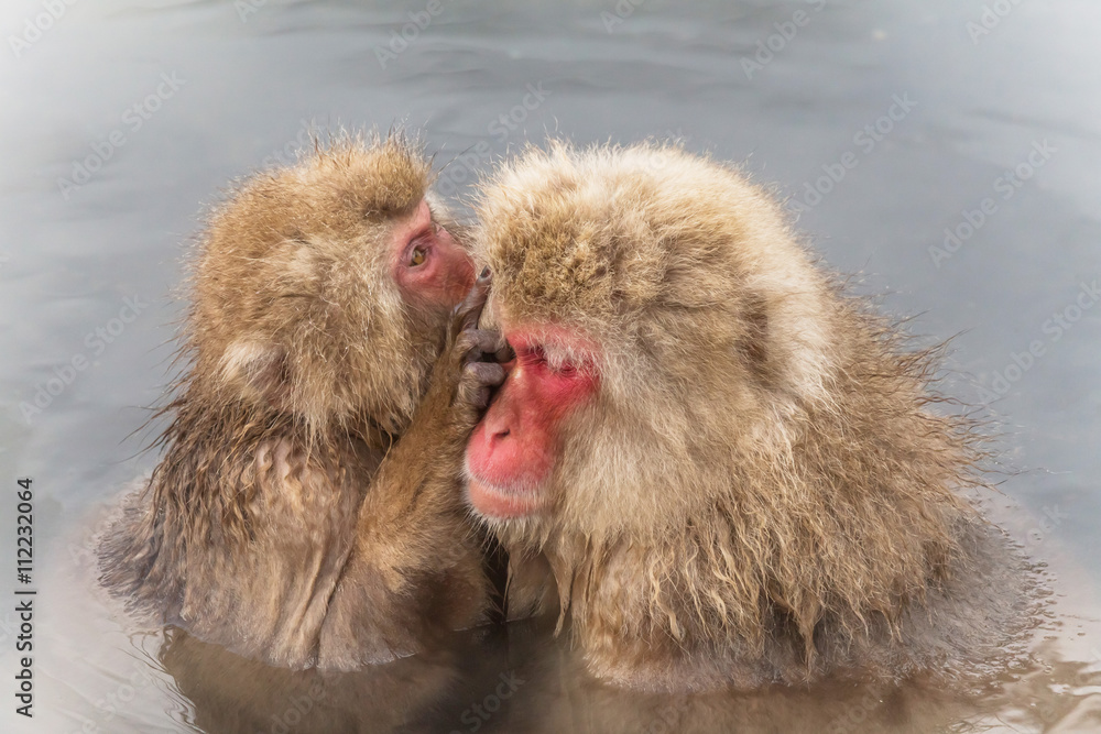 Naklejka premium 湯けむりのおさるさん Japanese monkey in the hot spring