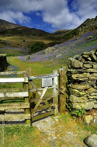The Rannerdale Bluebells