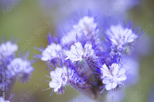 Flowers of the lacy phacelia, Phacelia tanacetifolia. field of purple flowers