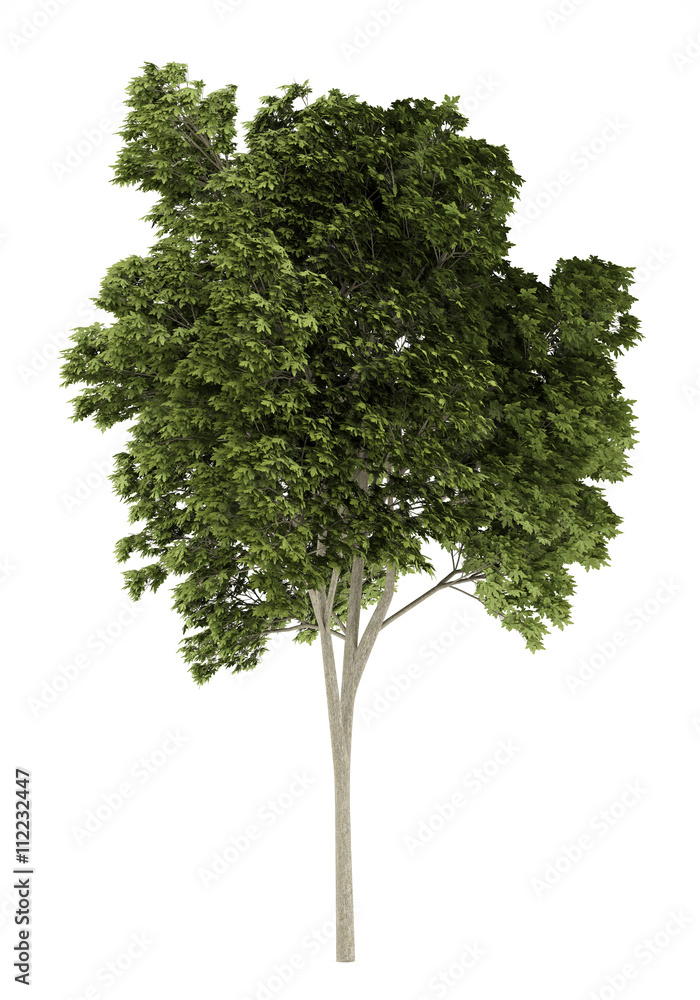 austrian oak tree isolated on white background. 3d illustration