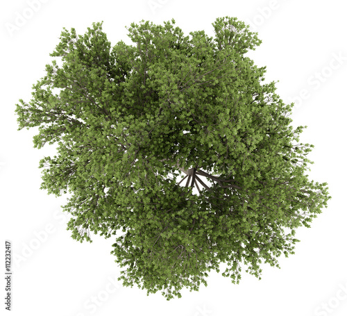 top view of austrian oak tree isolated on white background. 3d i