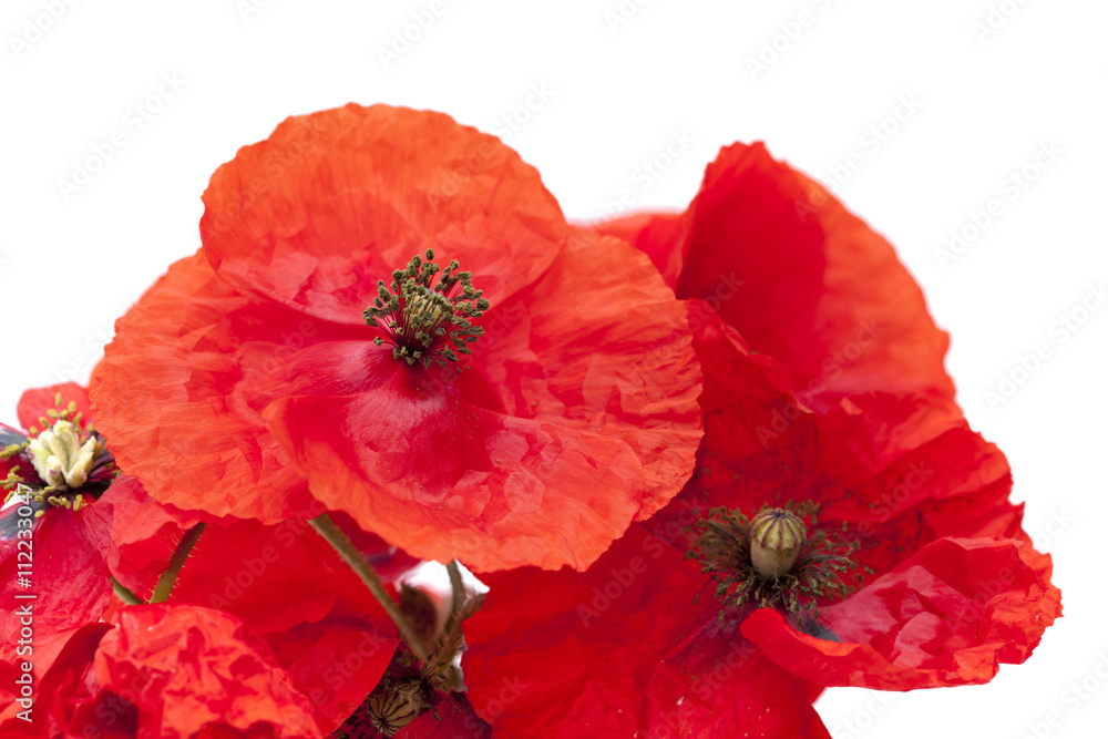 Naklejka premium red poppy isolated