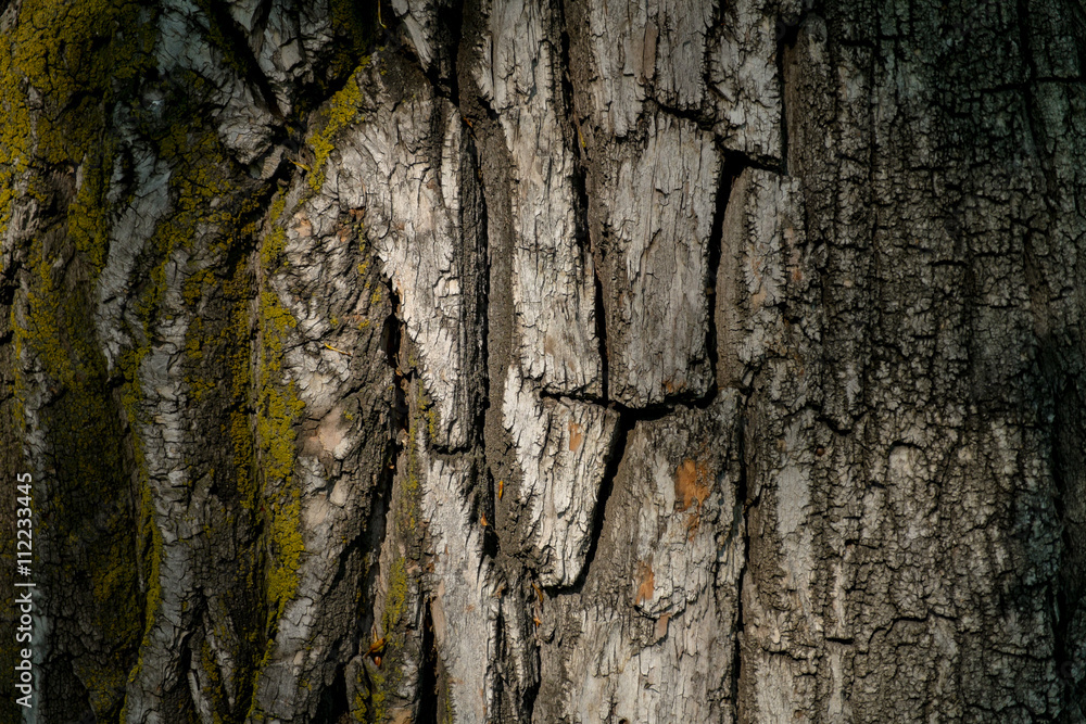 Tree bark. Beautiful natural background Tree bark. Beautiful natural background