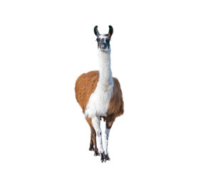 Sierkussen Lama Lamaportret van dichtbij  © AVD