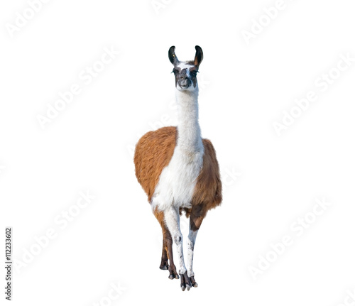 Beautiful lama portrait photo