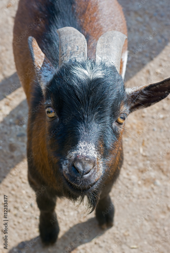 Portrait of goat