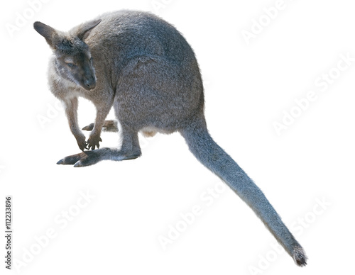 gray kangaroo isolated on a white © AVD