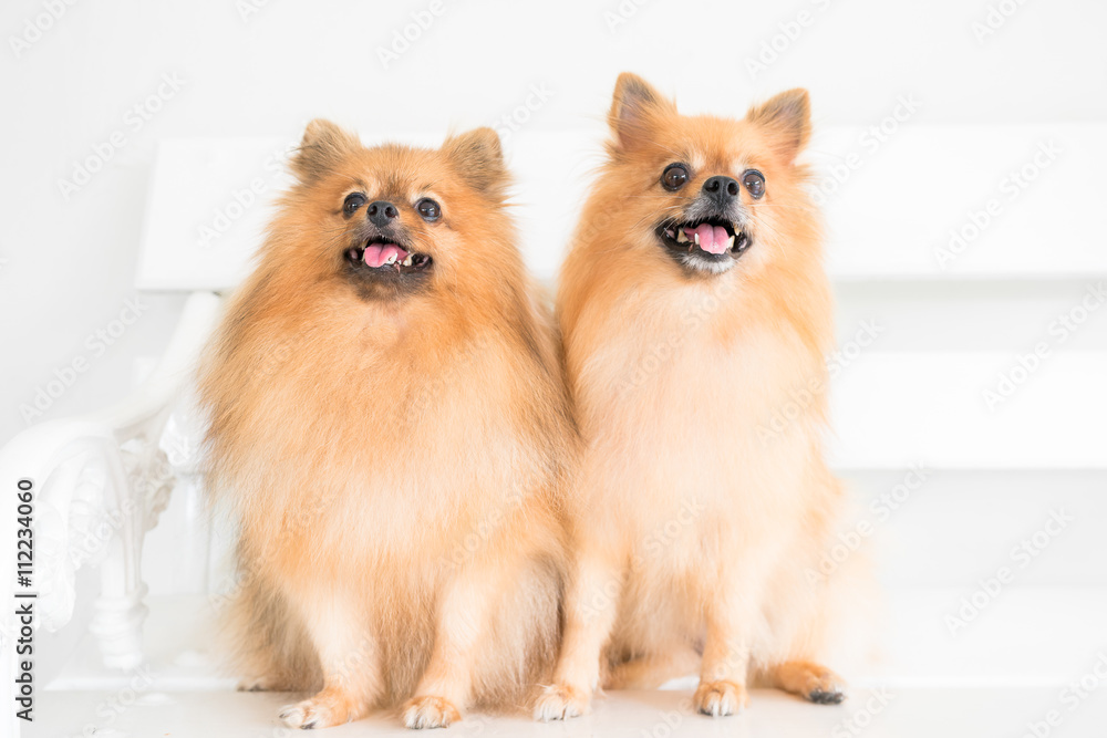 puppy pomeranian dog cute pets 
